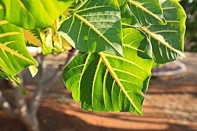蒸汽平台独立游戏特卖周：抓紧上车 福利满满的双11游戏之旅